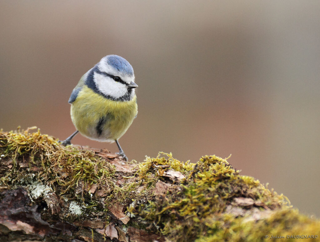 Mésange bleue, identification