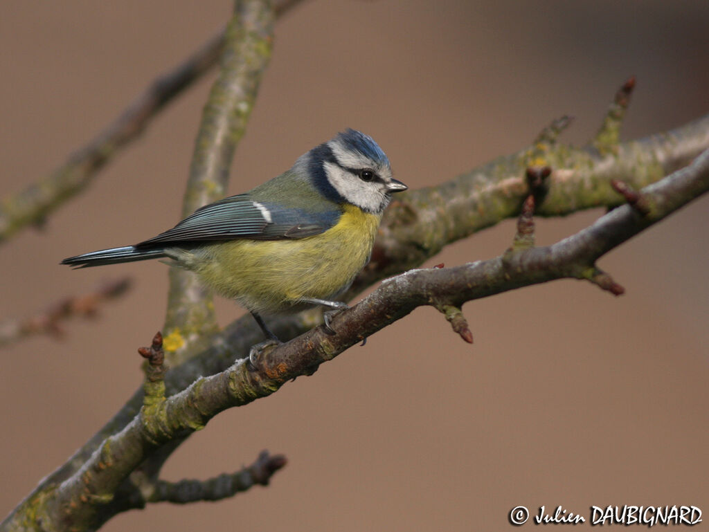 Mésange bleue, identification