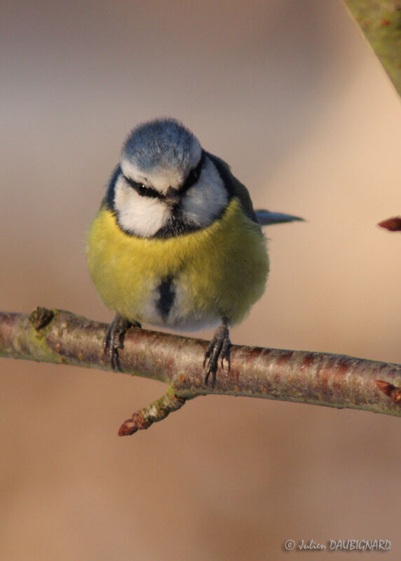 Mésange bleue, identification