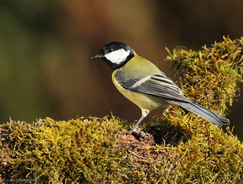 Great Tit male, identification