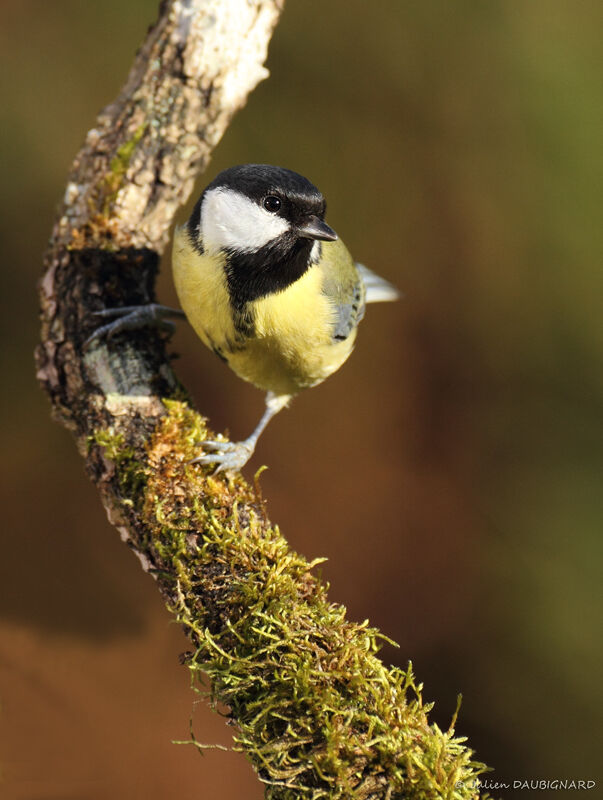 Mésange charbonnière femelle, identification
