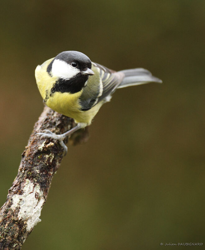 Great Tit female, identification