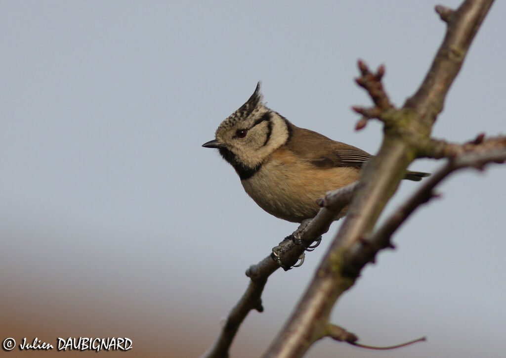 Mésange huppée, identification