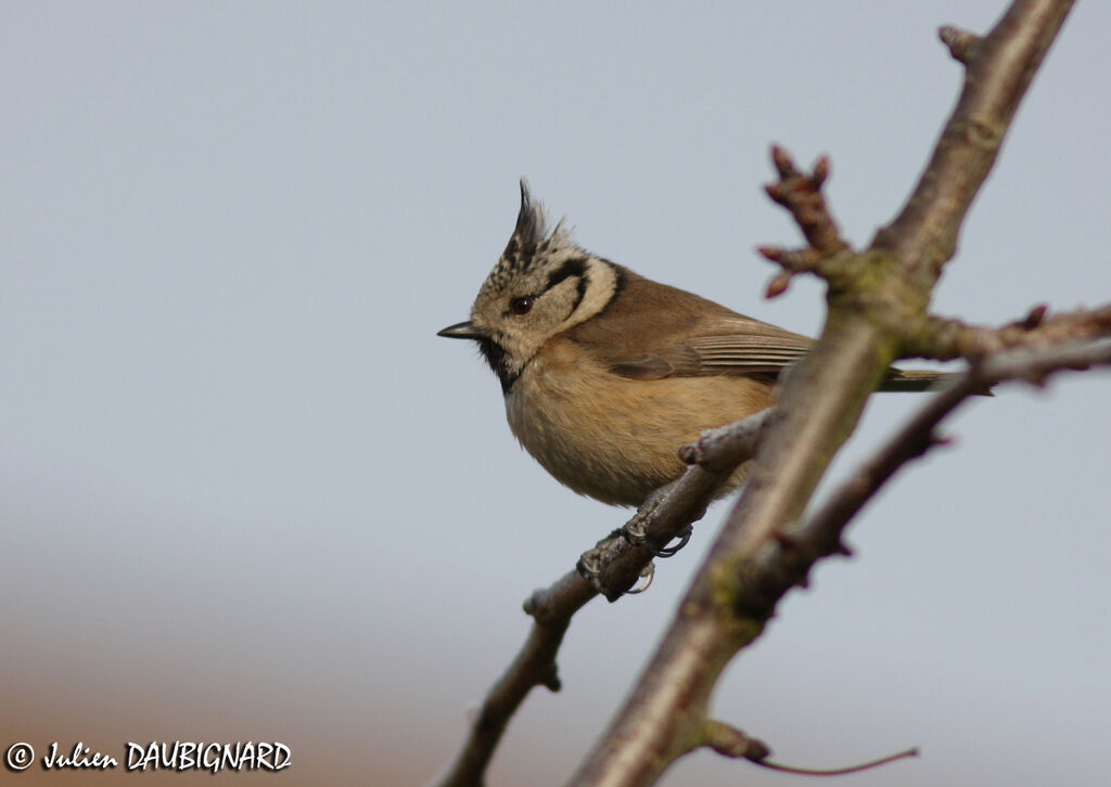 Mésange huppée, identification