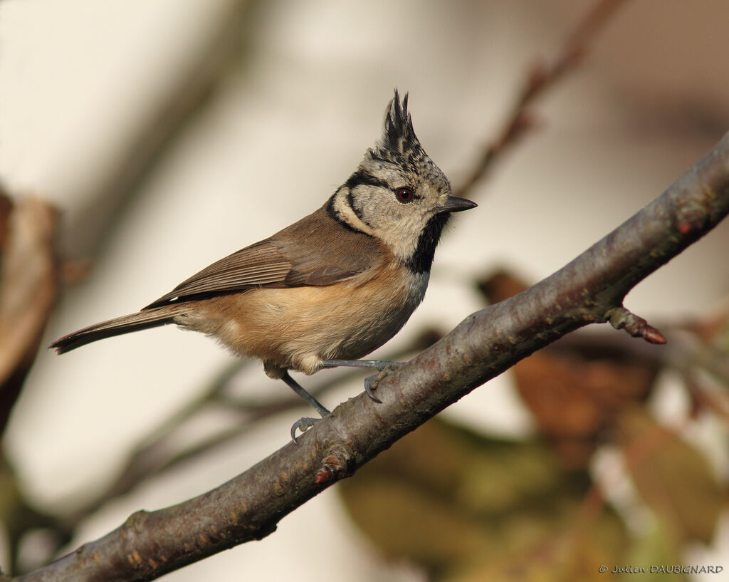 Mésange huppée, identification