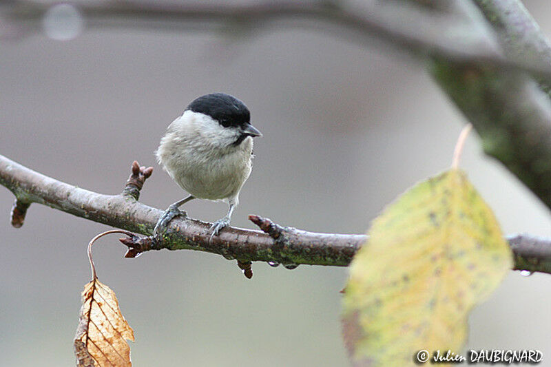 Mésange nonnette