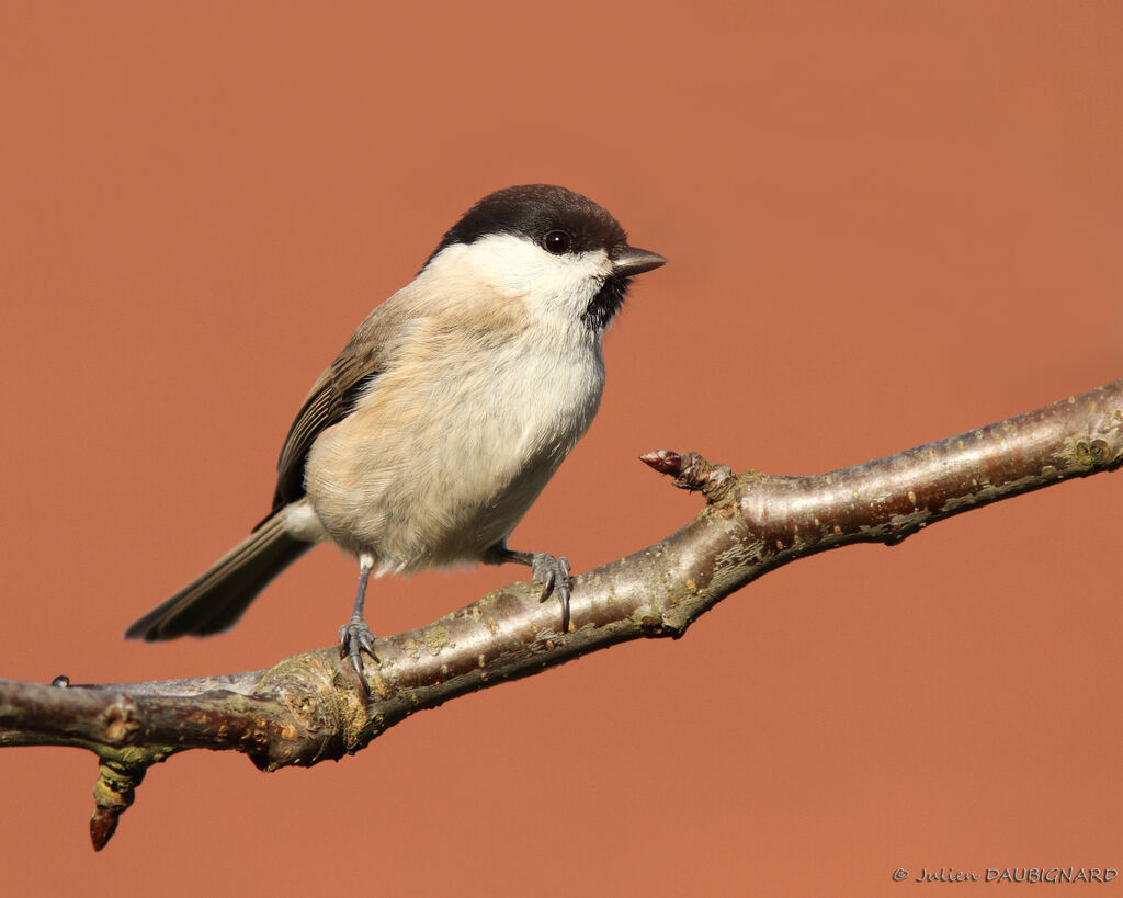 Mésange nonnette, identification