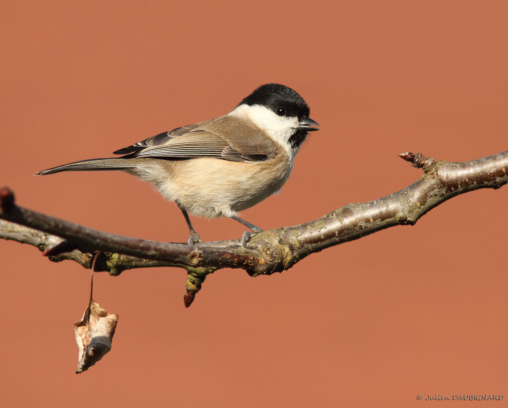 Mésange nonnette