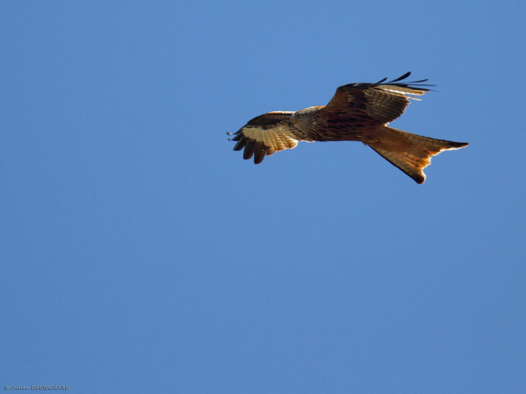 Red Kiteadult breeding, Flight