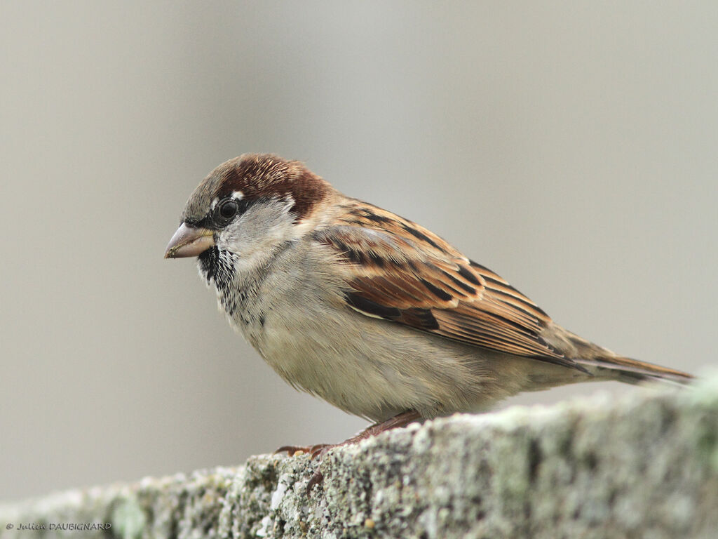 Moineau domestique, identification