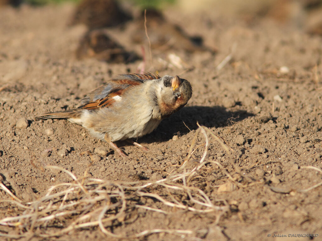 Moineau domestique, identification, Comportement