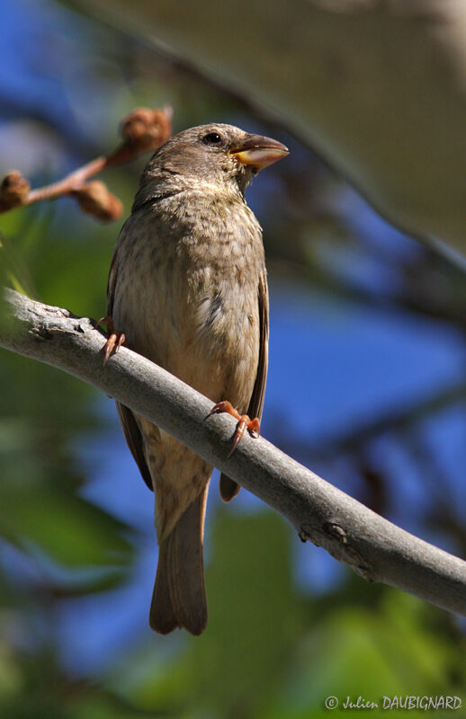Moineau espagnol femelle, identification
