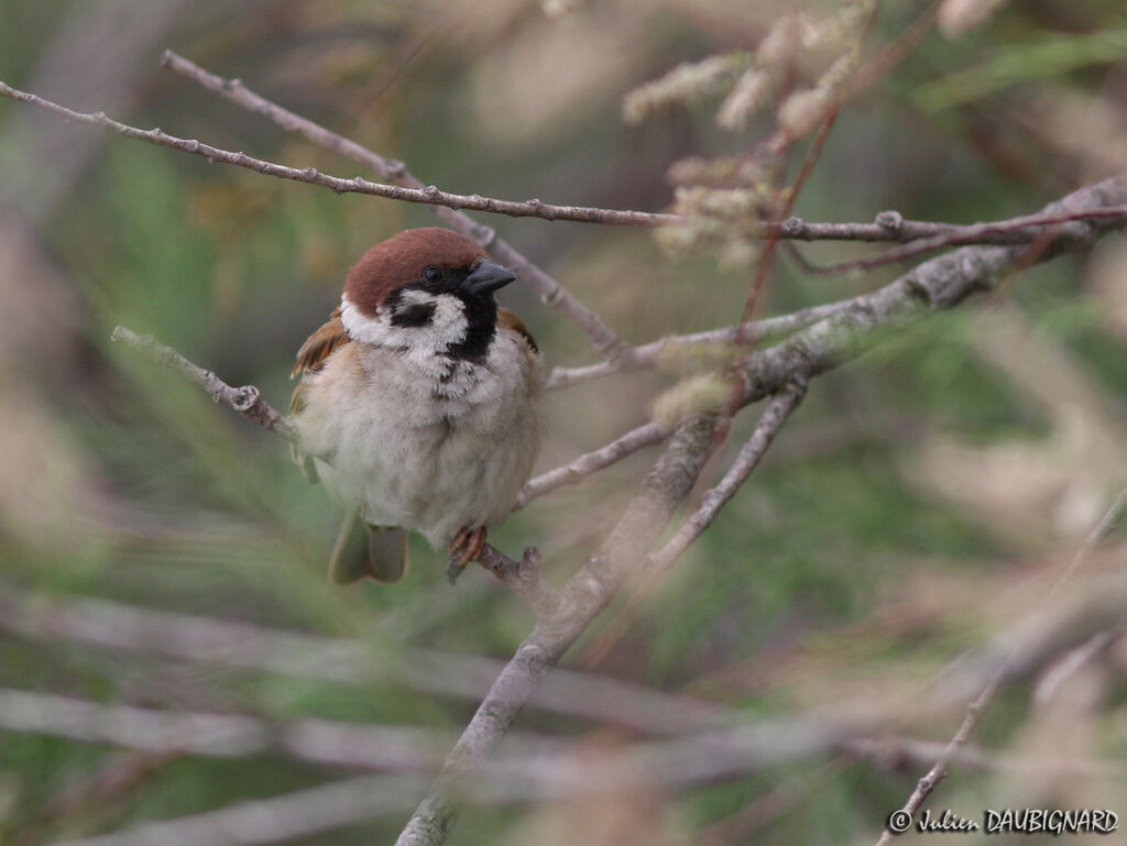 Moineau friquetadulte, identification