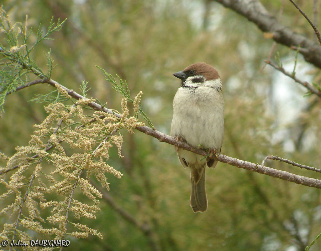 Moineau friquetadulte, identification