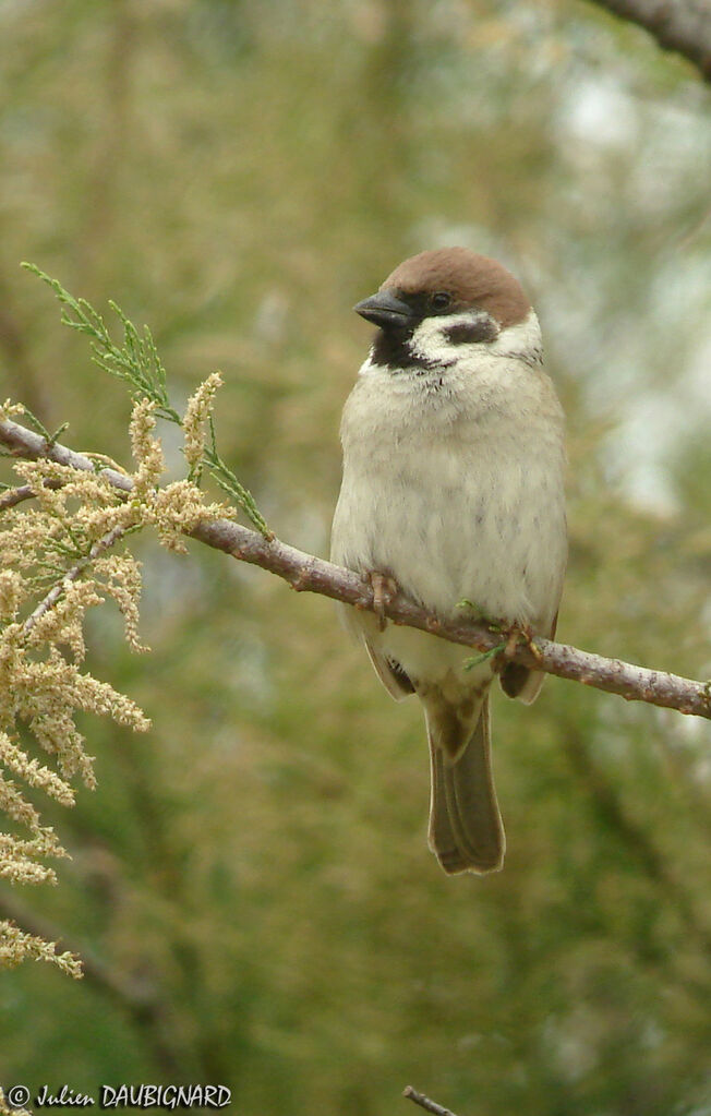 Moineau friquetadulte, identification