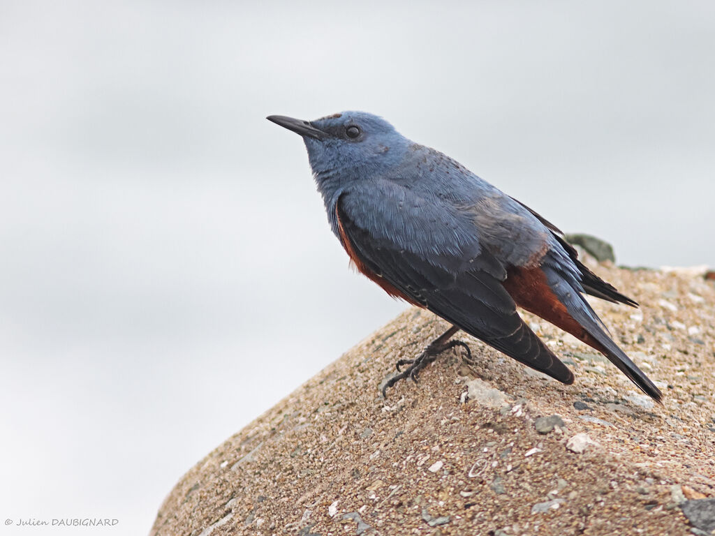 Blue Rock Thrush, identification