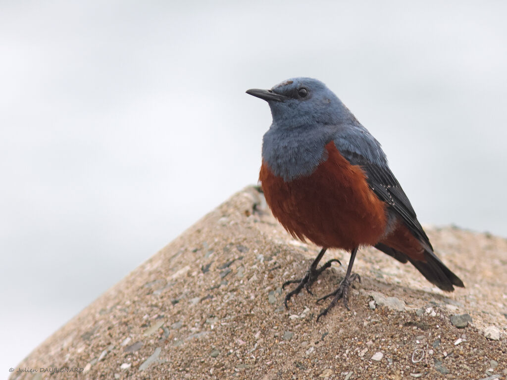 Blue Rock Thrush, identification