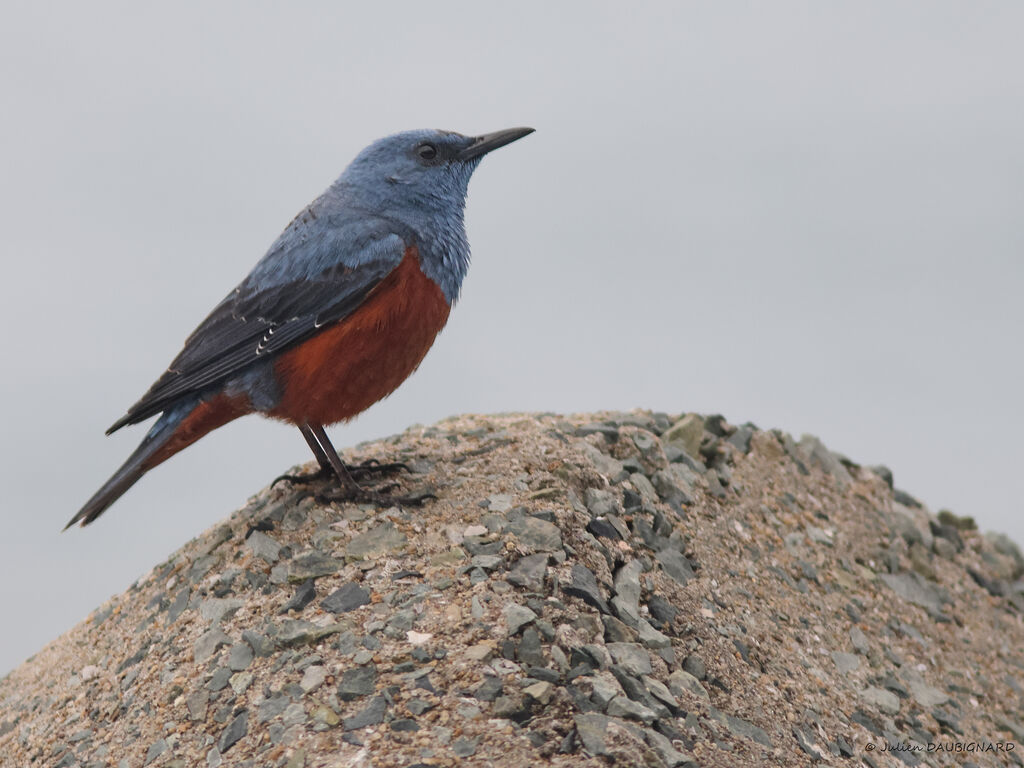 Blue Rock Thrush, identification