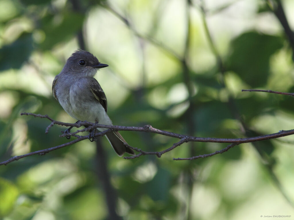 Moucherolle phébi, identification