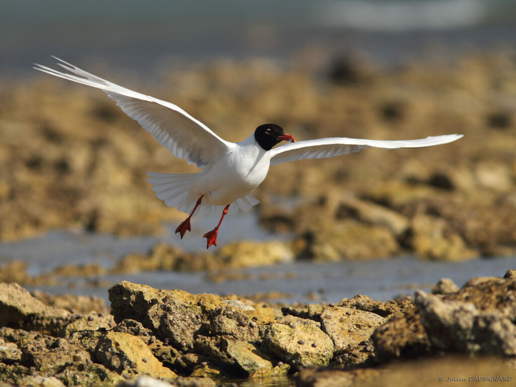 Mediterranean Gulladult breeding, Flight