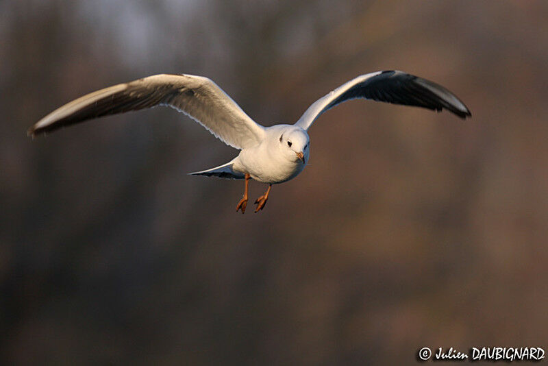 Black-headed GullFirst year, Flight