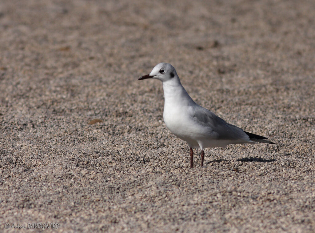 Mouette rieuse, identification