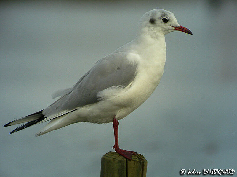 Mouette rieuse