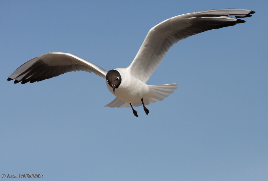 Mouette rieuseadulte nuptial, Vol