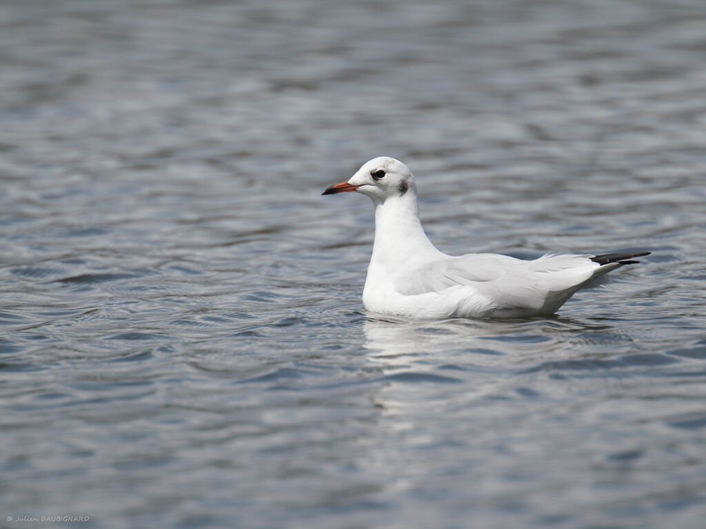 Black-headed Gull, identification