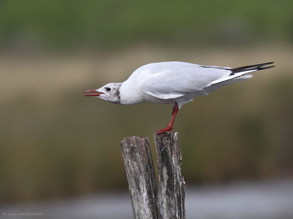 Mouette rieuse, identification