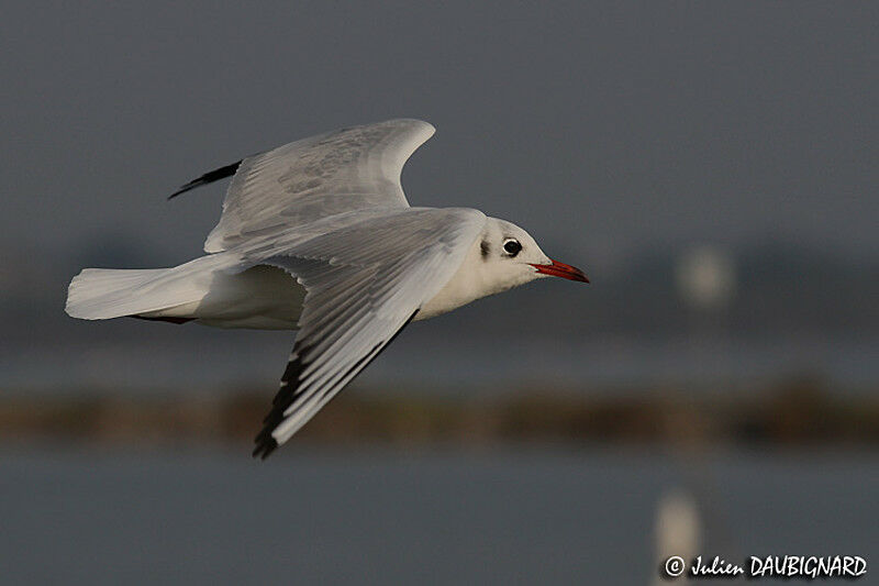 Mouette rieuse