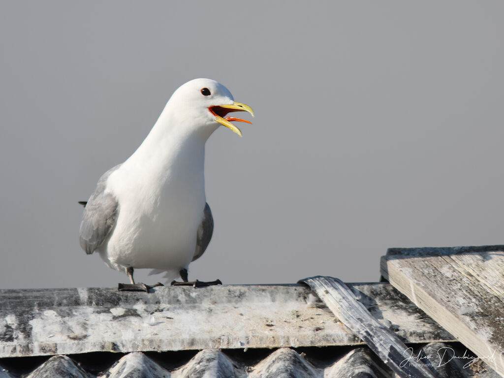 Mouette tridactyleadulte, identification