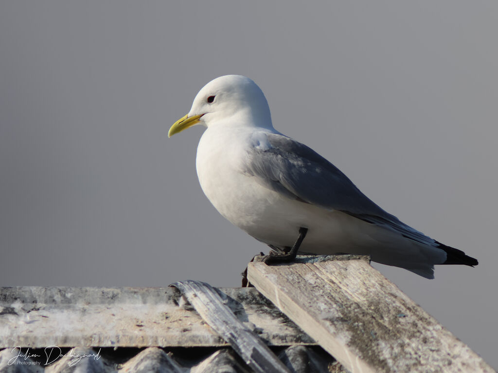 Mouette tridactyleadulte, identification
