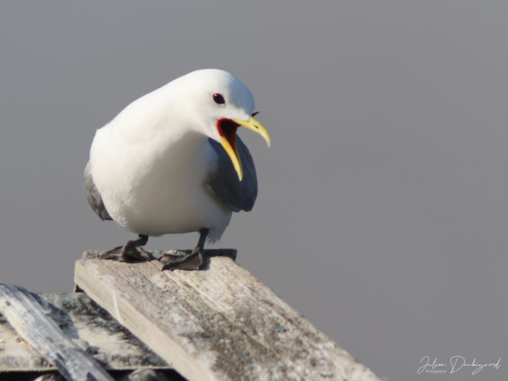 Mouette tridactyleadulte, identification