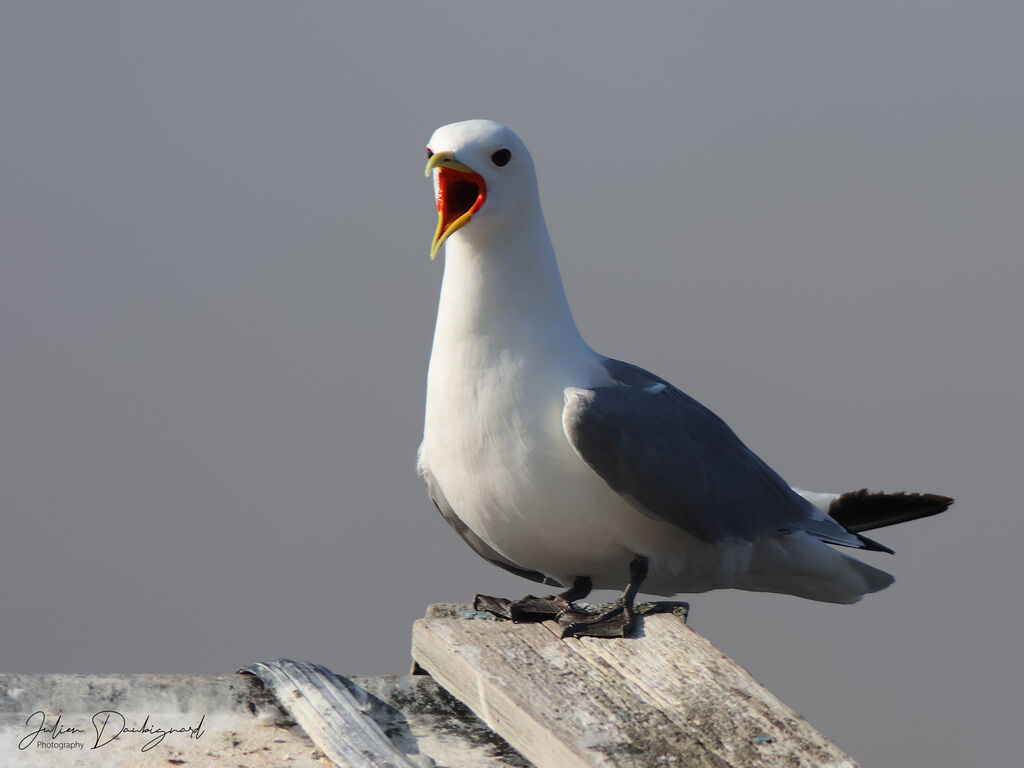 Mouette tridactyleadulte, identification