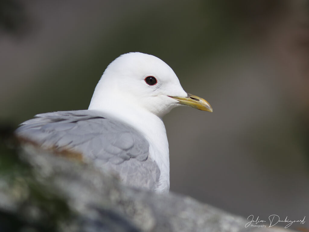 Black-legged Kittiwakeadult, identification