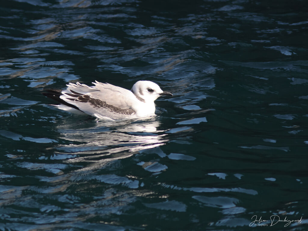 Mouette tridactyleimmature, identification