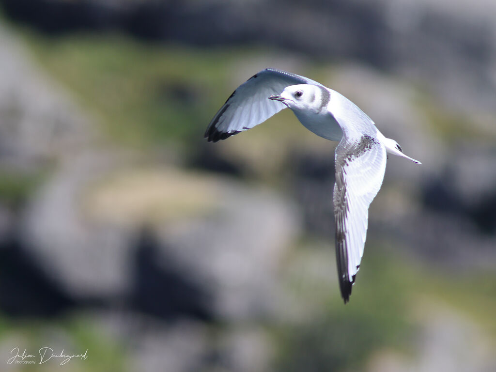 Mouette tridactyleimmature, Vol