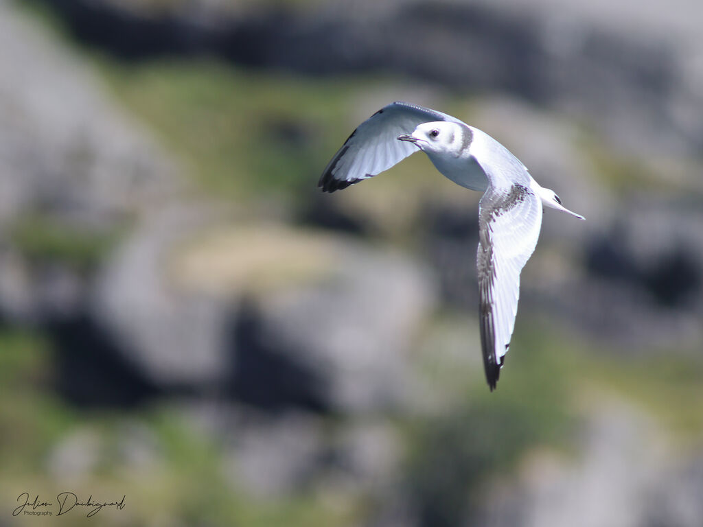 Mouette tridactyle1ère année, identification