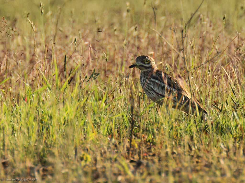 Eurasian Stone-curlew, identification