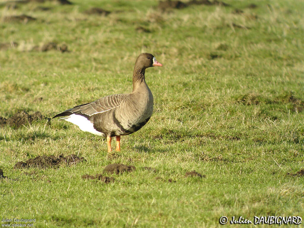 Oie rieuse, identification