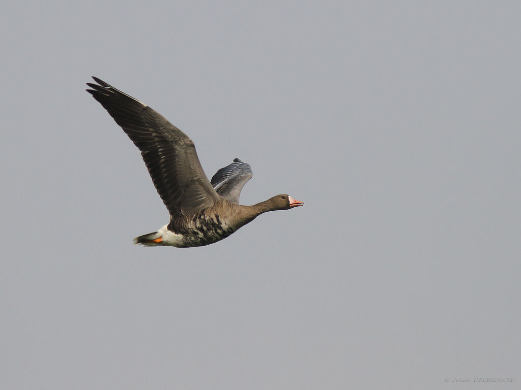 Greater White-fronted Goose, Flight