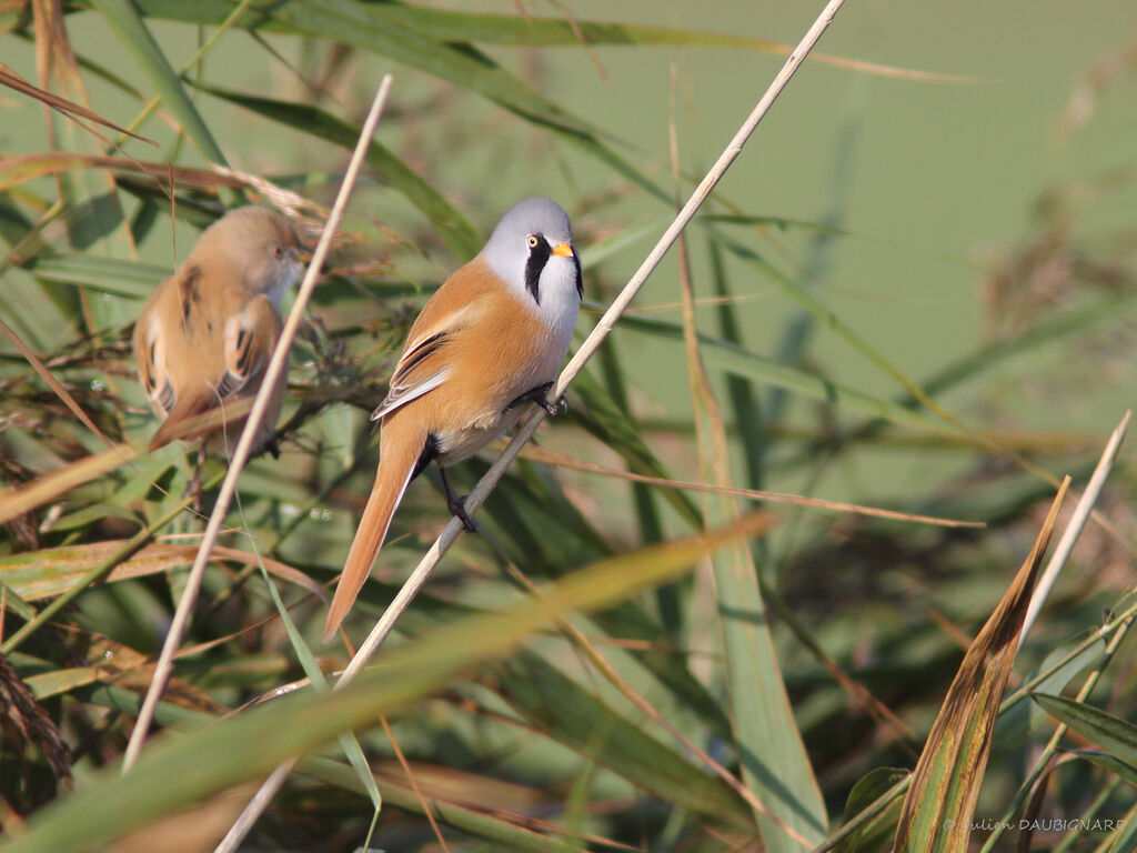 Bearded Reedling male adult, identification