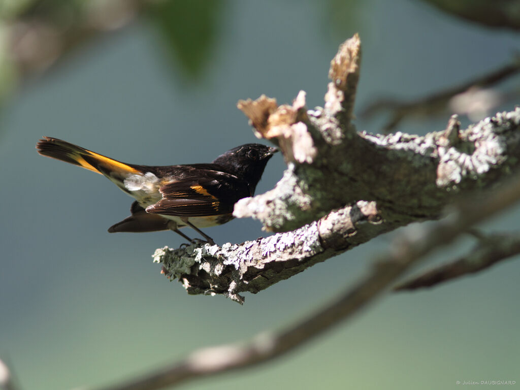 American Redstart, identification