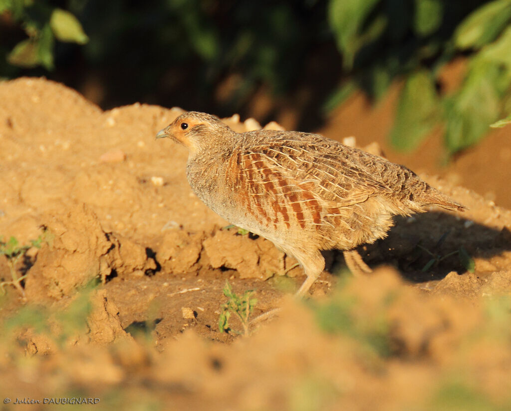 Perdrix grise, identification