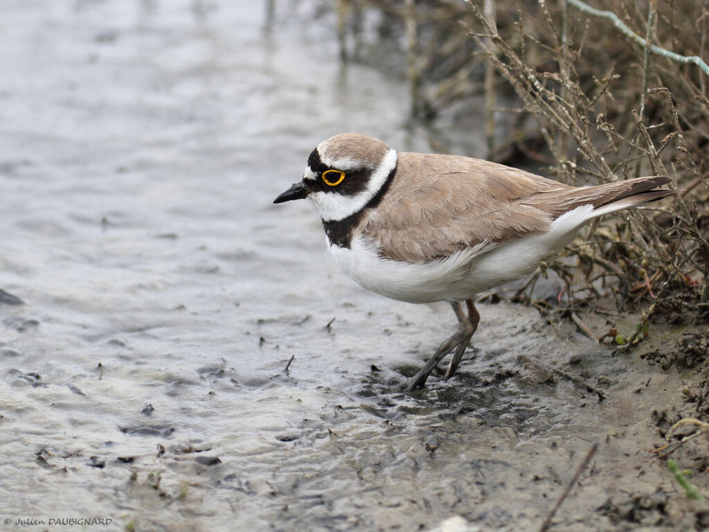 Little Ringed Ploveradult, identification