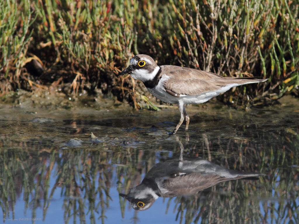 Little Ringed Plover, identification