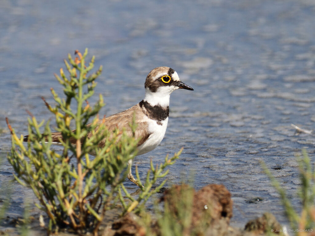 Little Ringed Plover, identification