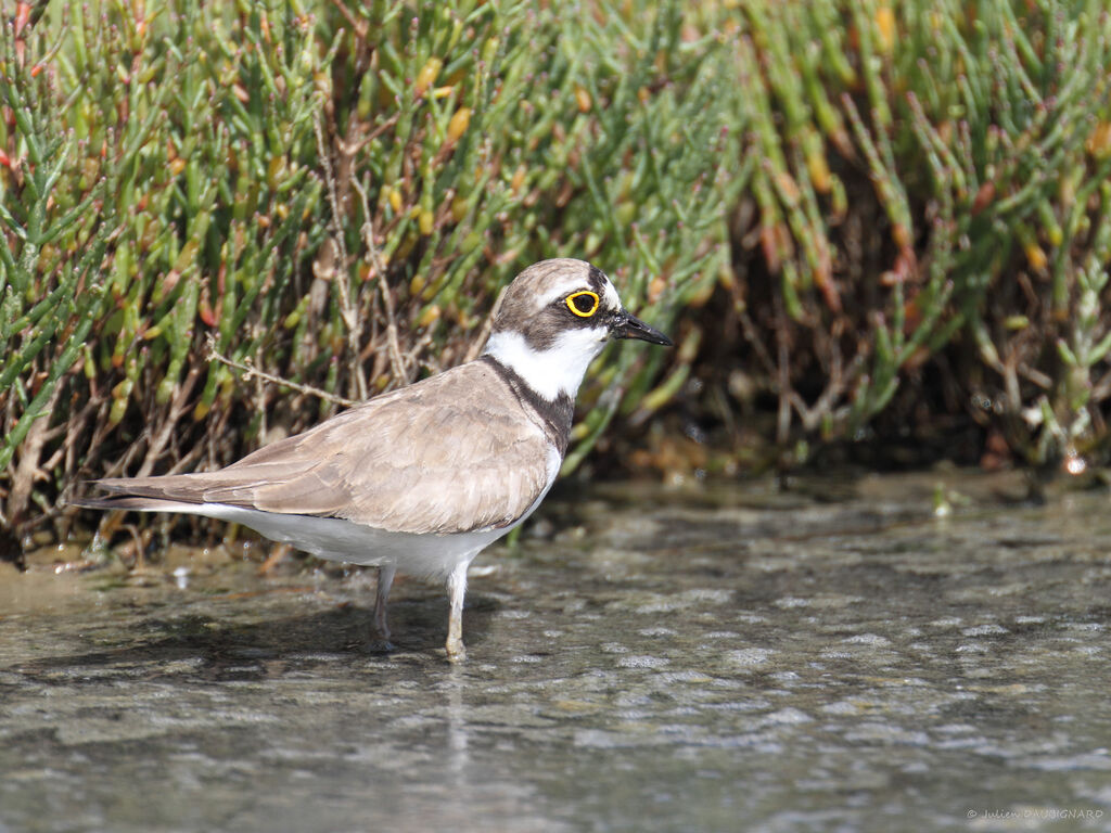 Little Ringed Plover, identification