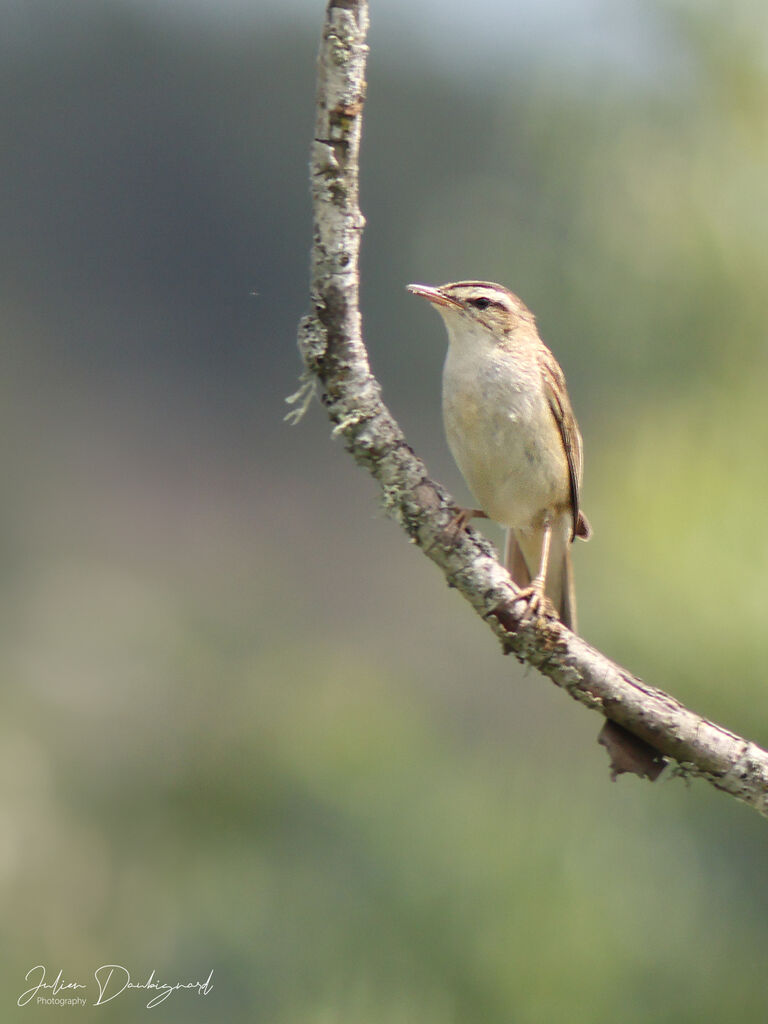 Phragmite des joncs, identification